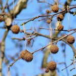 I frutti del platano - Foto Pixabay